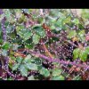 Gotas de rocío en una tela de araña (Catenarias)